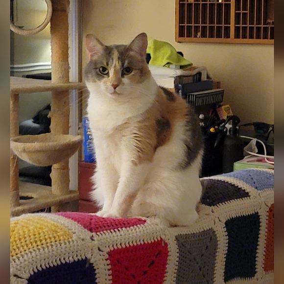 Meet your Posher, squishyfluffs - Picture 3 of 3